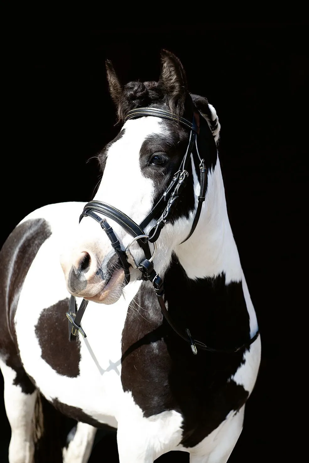 HKM Bridle Lou