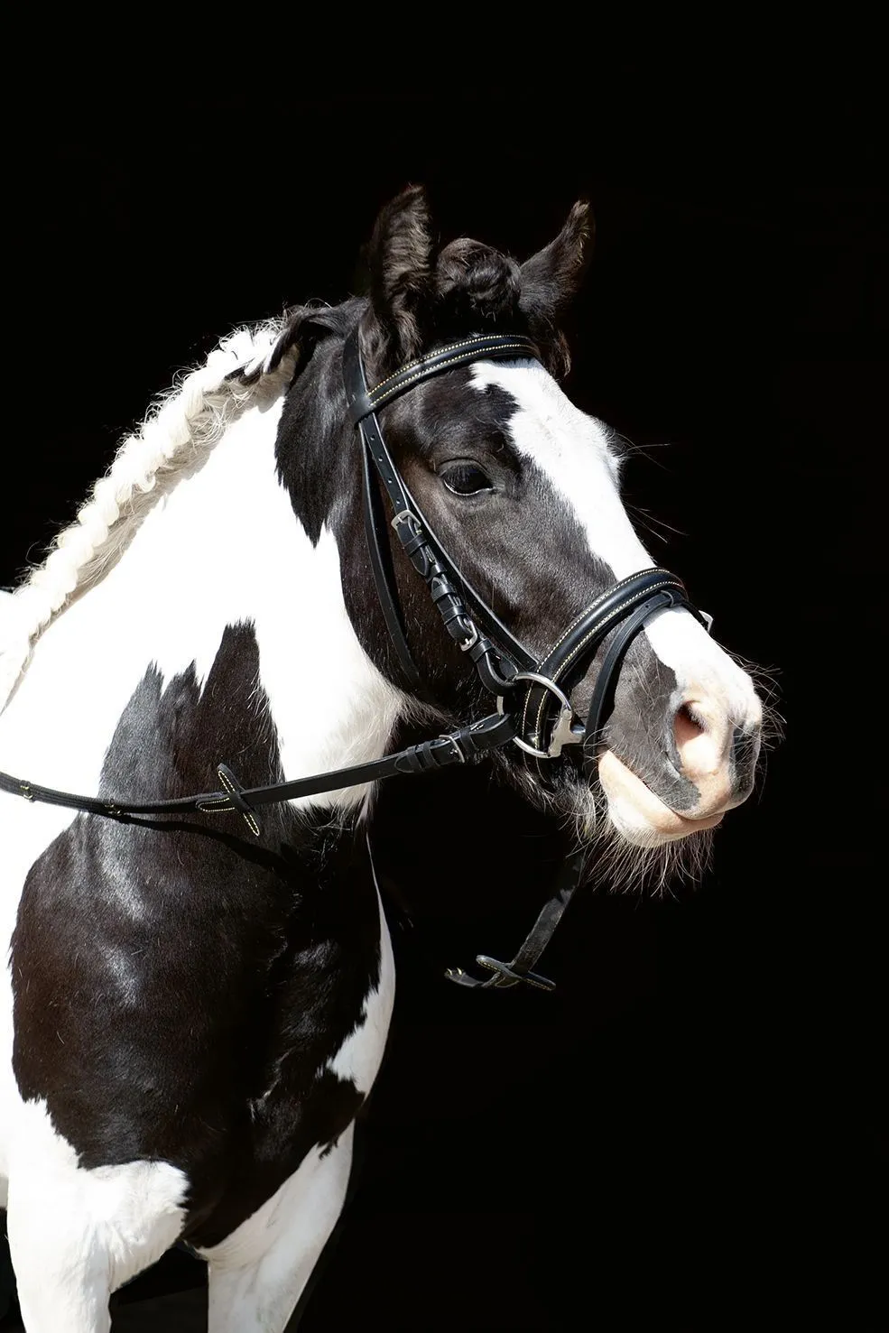 HKM Bridle Lou