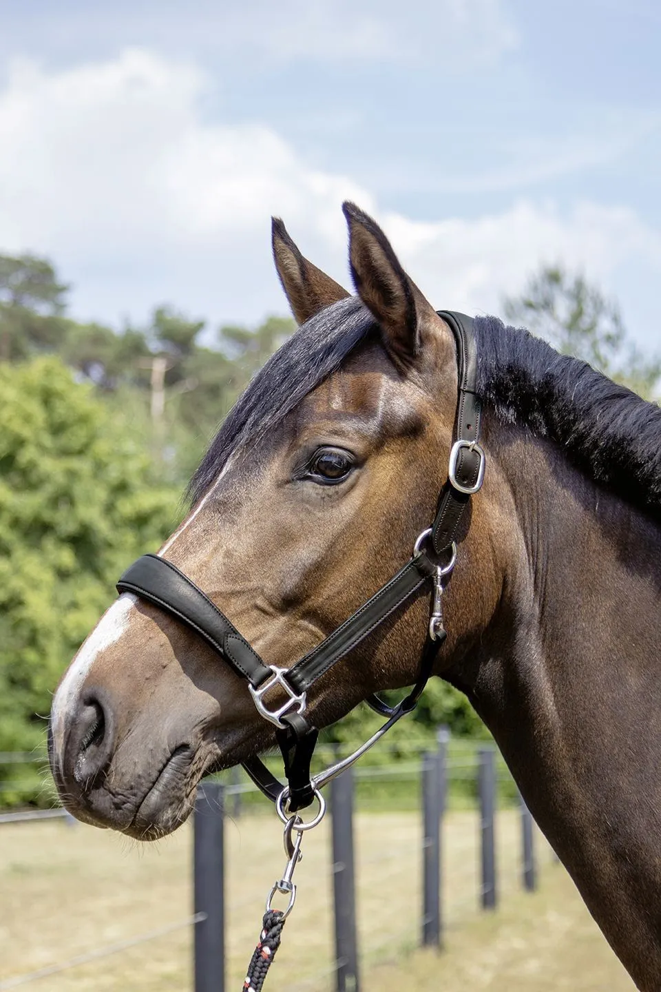 HKM Leather Head Collar Mira