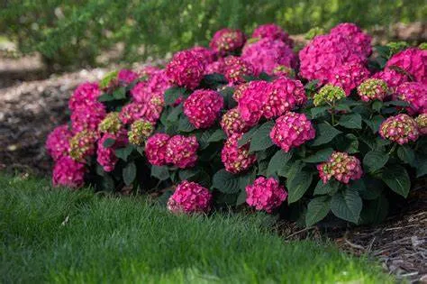 Hydrangea macrophylla Endless Summer - Summer Crush