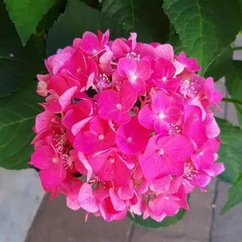 Hydrangea macrophylla Endless Summer - Summer Crush