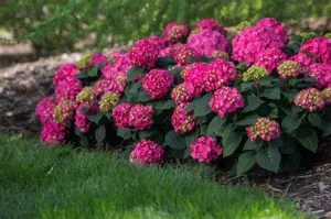 Hydrangea macrophylla Endless Summer - Summer Crush