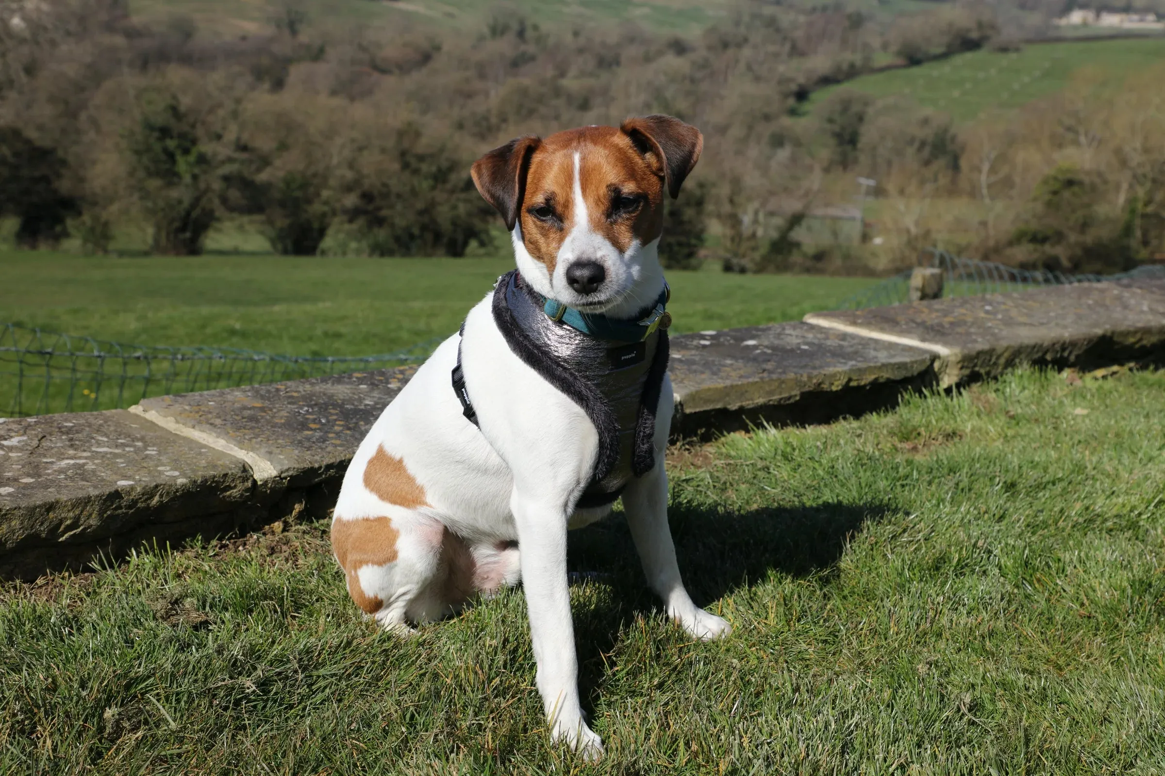Puppia Luxury Evon silver harness