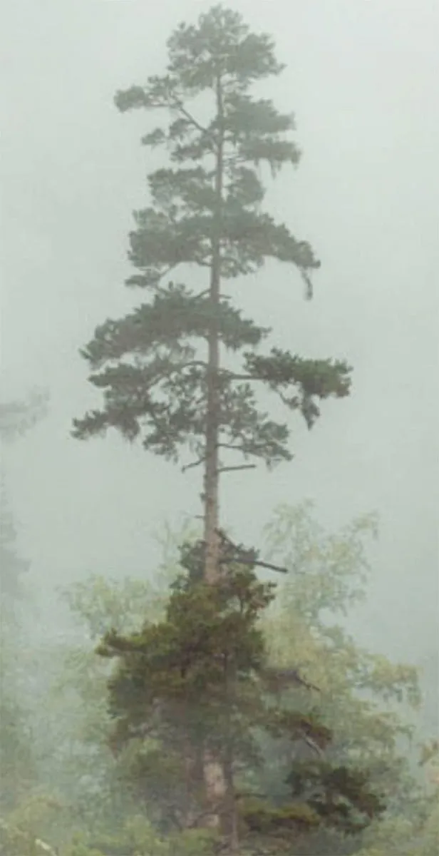 Summer in Paro