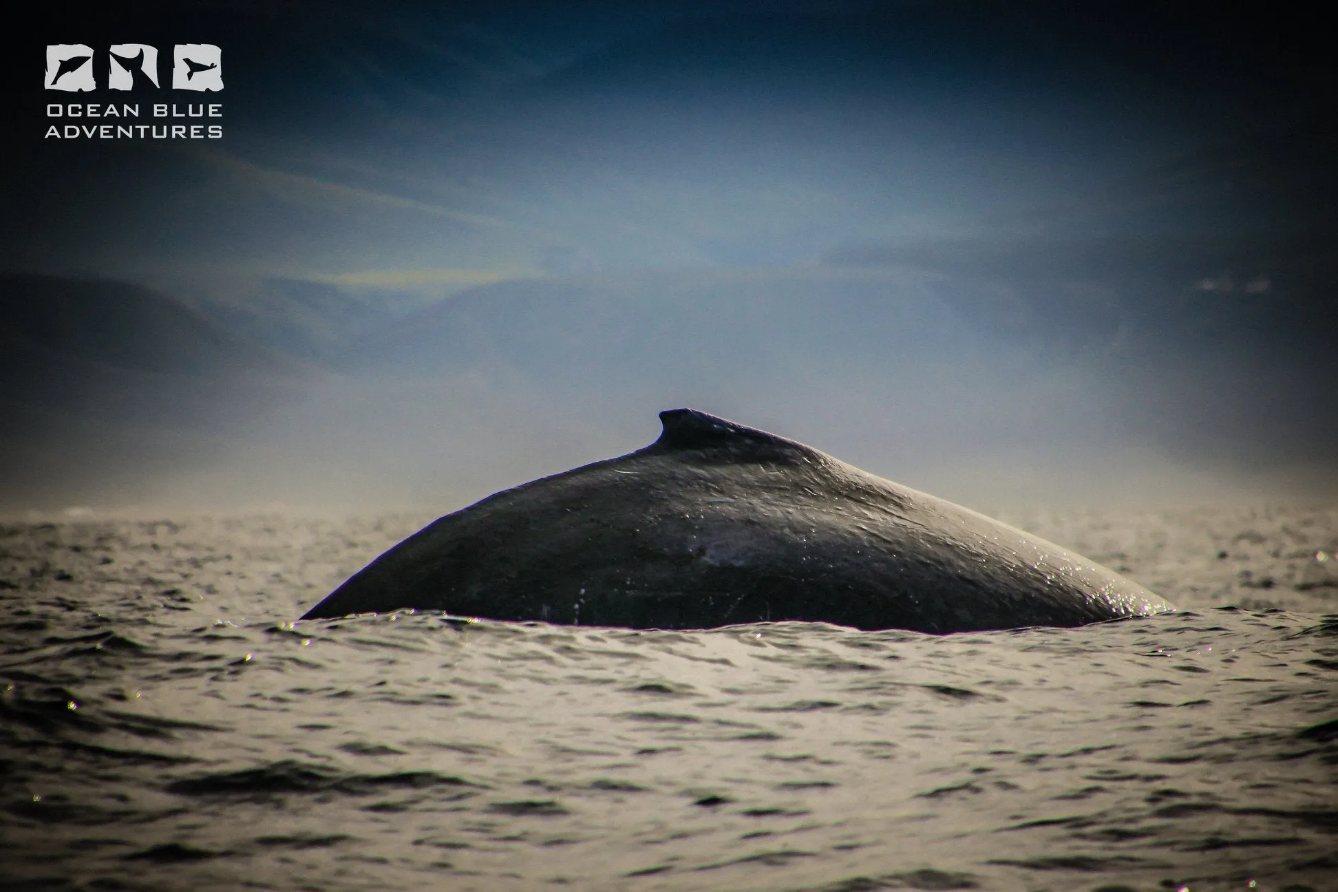 Whale Watching Plettenberg Bay Garden Route