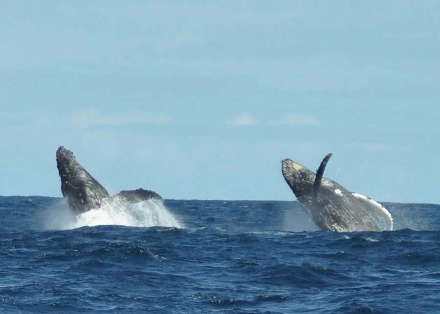 Whale Watching Plettenberg Bay Garden Route