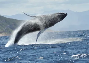 Whale Watching Plettenberg Bay Garden Route