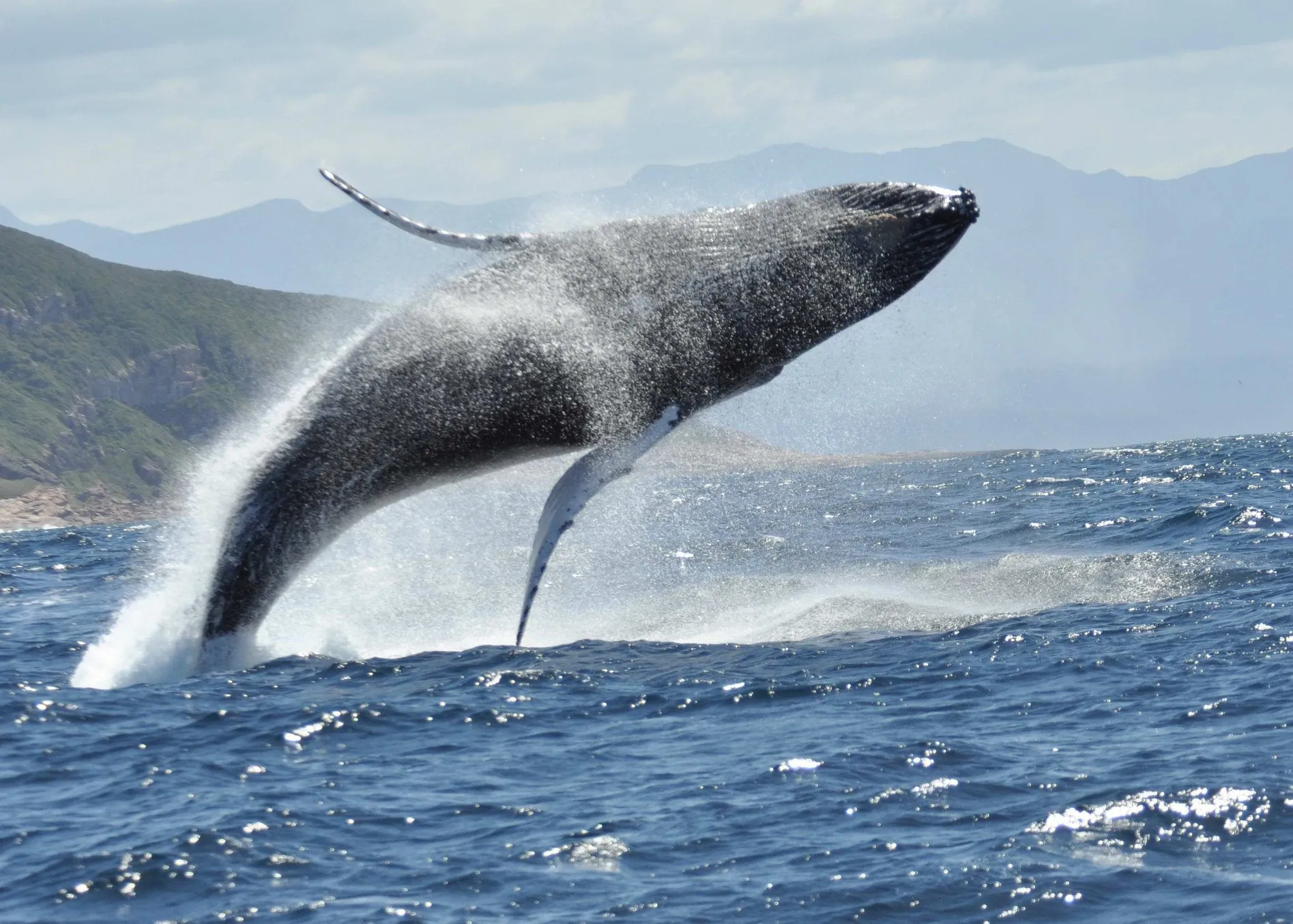 Whale Watching Plettenberg Bay Garden Route