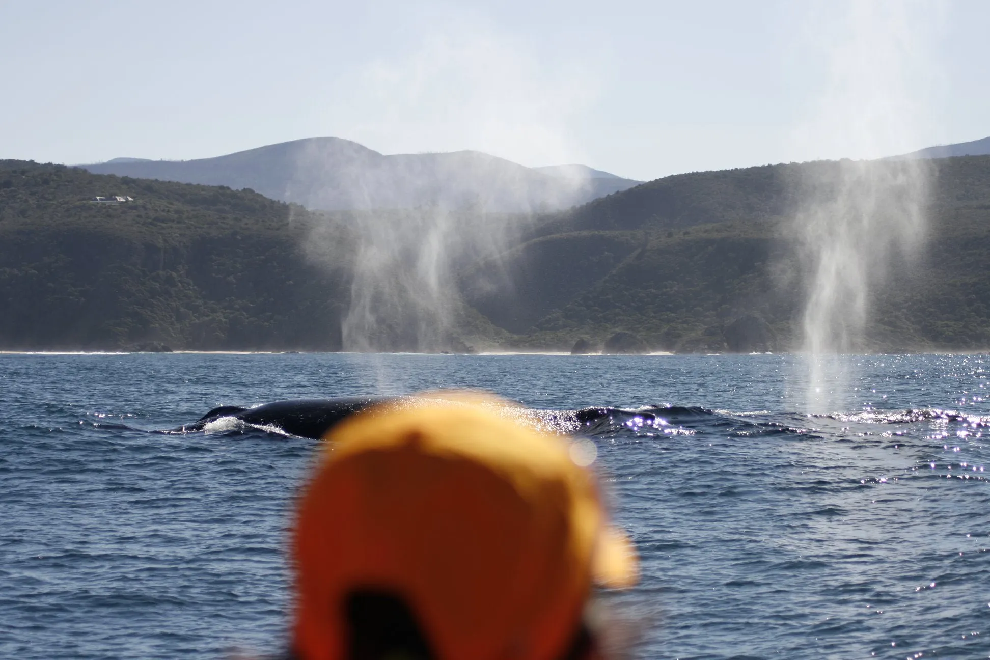 Whale Watching Plettenberg Bay Garden Route
