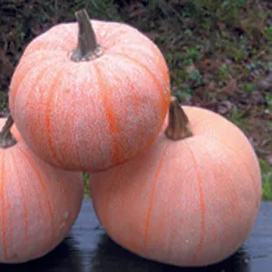 Winter Luxury Pie Pumpkin